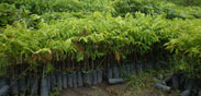 klimaneutrale_hv_183x88