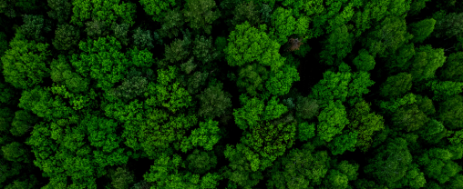 Wald