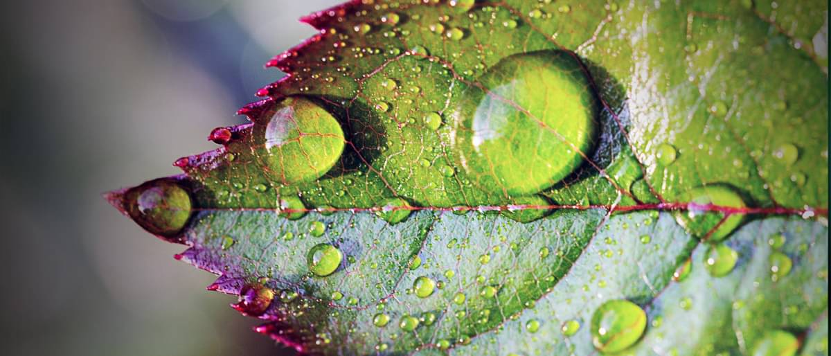 Water drops on leaf, close-up