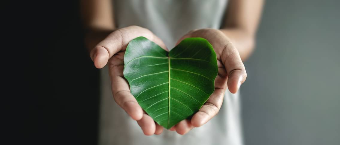 Close up of Hand holding a Heart Shape Green Leaf