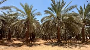 The figure shows a date palm plantation