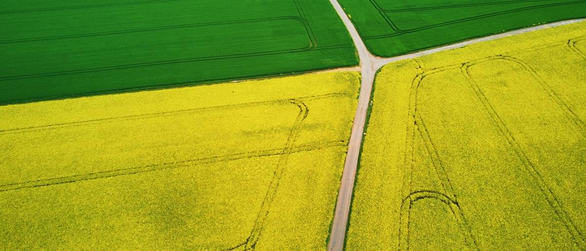 Scenic aerial drone view of yellow rapeseed fields