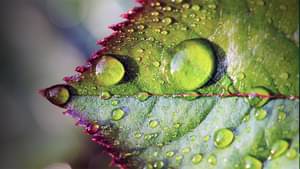 Water drops on leaf, close-up